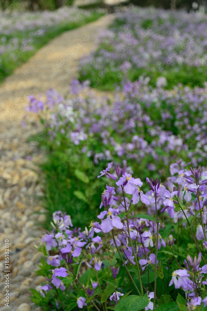 Naklejka premium Cosmos flower in field. Plant.