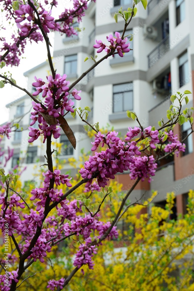 Obraz premium Flower pink with white. Garden.