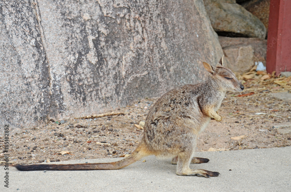 Cute, Content Wallaby Contemplating Life on Magnetic Island Cute, Content Wallaby Contemplating Life on Magnetic Island