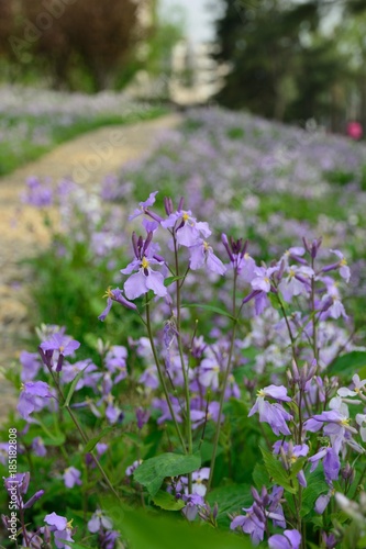 Purple princess flower, violet flower.