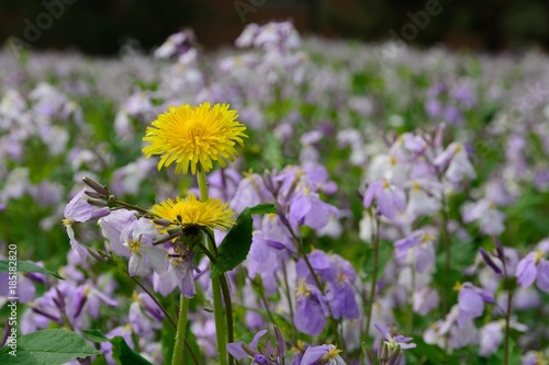 Fototapeta Naklejka Na Ścianę i Meble -  Cosmos flower and back sunlight.
