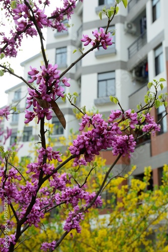 Fototapeta Naklejka Na Ścianę i Meble -  Flower pink with white. Garden.