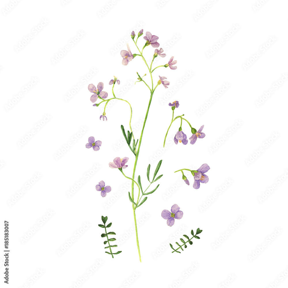 Wild flower drawing watercolor on white. Cardamine pratensis