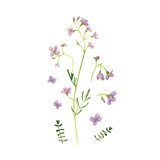 Wild flower drawing watercolor on white. Cardamine pratensis