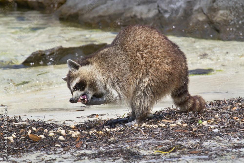 Raccoon (Procyon lotor) scavenging at the Florida beach (St. Andrews ...