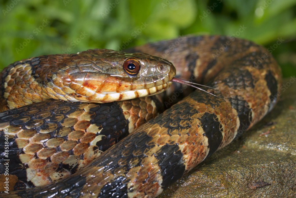 Fototapeta premium Northern water snake (Nerodia sipedon) portrait, Georgia, USA