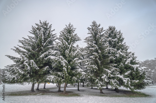 Trees with snow in winter park