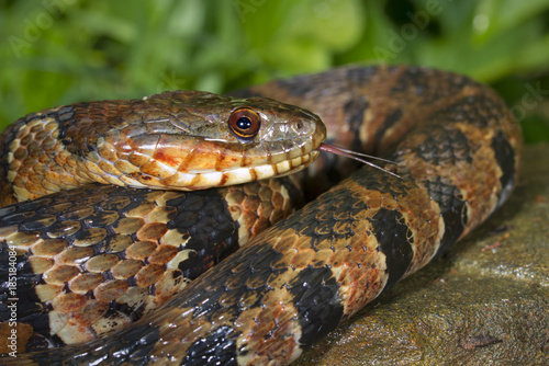 Northern water snake (Nerodia sipedon) portrait, Georgia, USA