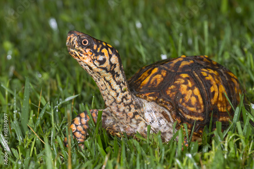 Estern box turtle (Terrapene carolina) in a lawn (Georgia, USA). © Ivan Kuzmin