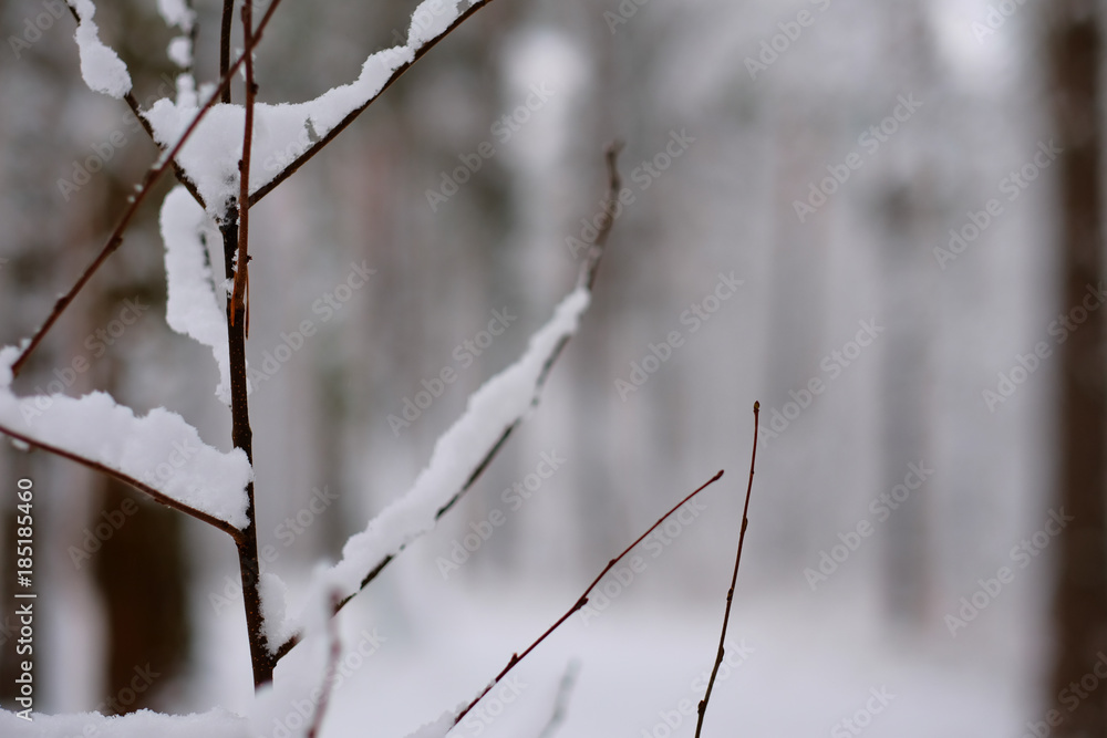 Frosty tree branch with snow in winter forest