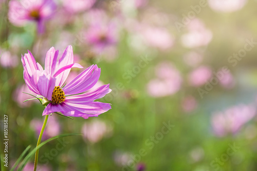 Beautiful Pink Flower close up