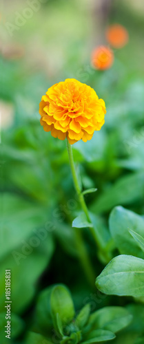 Photo of beautiful spring flowers at blurred background