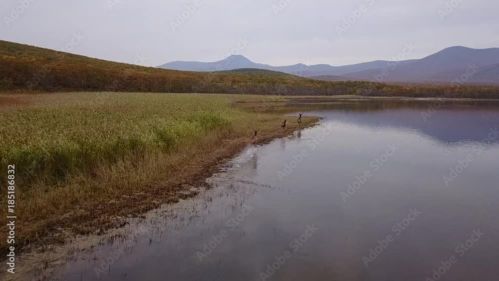 Aerial view of a noble deer running on water, shooting in slow-motion mode Aerial view of a noble deer running on water, shooting in slow-motion mode