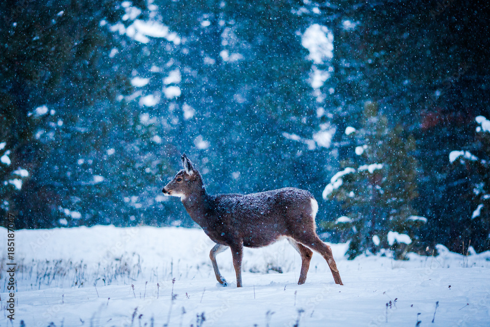 Deer walking through snow