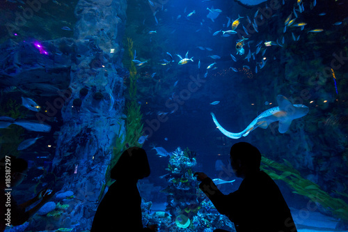 Aquarium with many fishes are usually developed for tourist to have a great view of the underwater life.