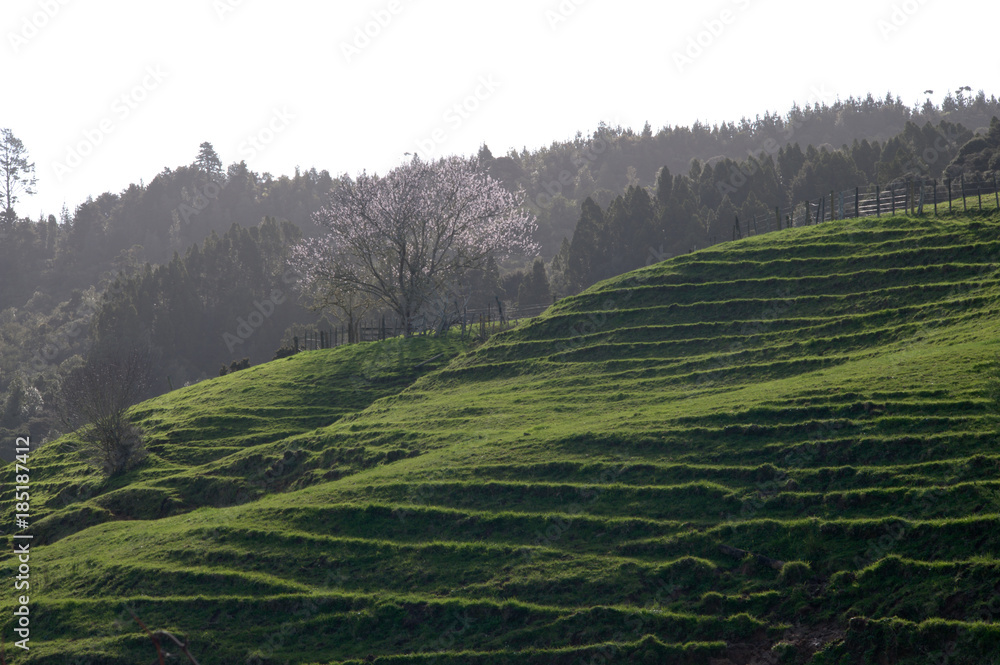 Obraz premium Farm in New Zealand