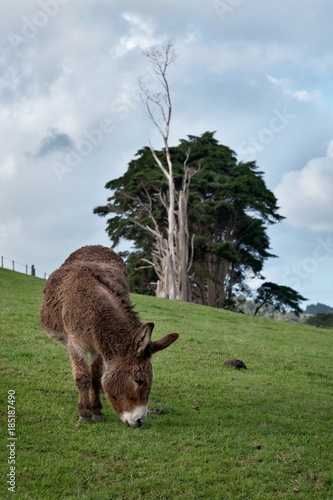 Tableau sur toile Donkey in a Field
