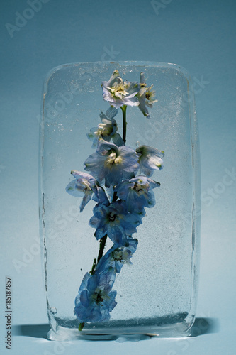 Blue floer placed in ice cube