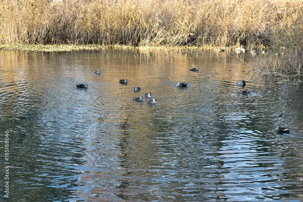 琵琶湖の水鳥 琵琶湖の水鳥