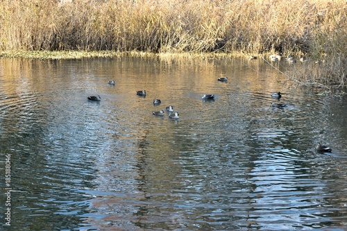 琵琶湖の水鳥 © mimi