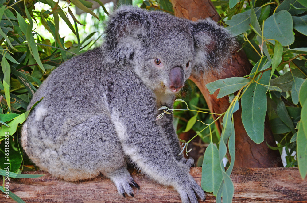 Obraz premium Koala in eucalyptus tree