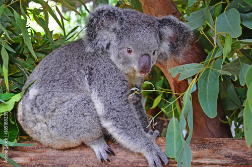 Fototapeta Naklejka Na Ścianę i Meble -  Koala in eucalyptus tree