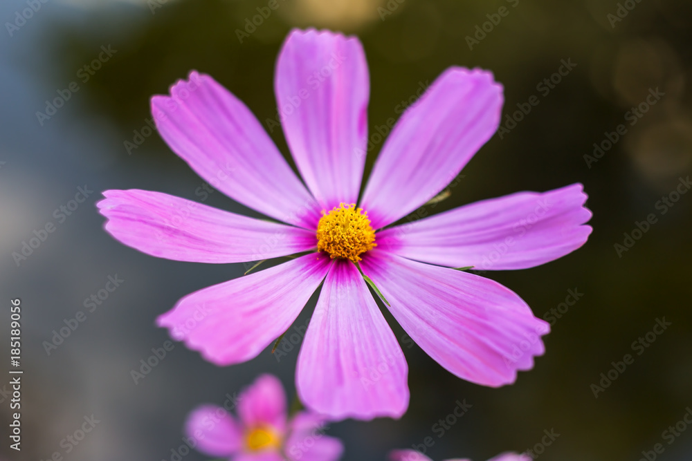 Close up of Pink cosmos flower in garden. Close up of Pink cosmos flower in garden.