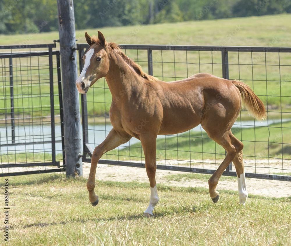 Quater Horse weanling foal trots in paddock Quater Horse weanling foal trots in paddock