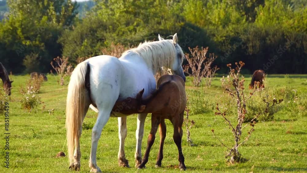 Mare and foal on pasture in summer sunset. Mare and foal on pasture in summer sunset.