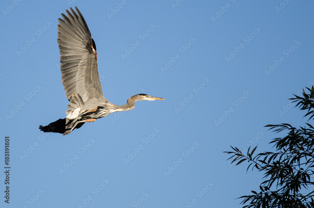 Obraz premium Great Blue Heron Flying in a Blue Sky