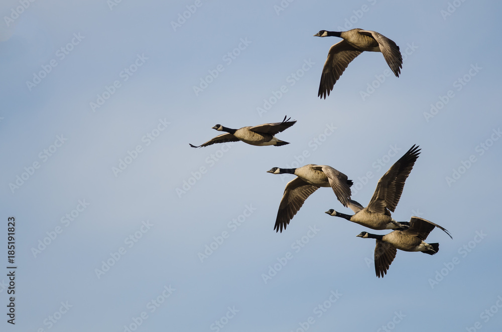Five Canada Geese Flying in a Blue Sky