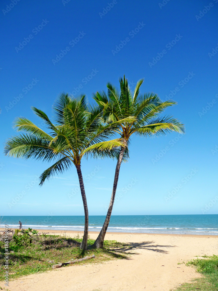 Palm Trees on Mission Beach Palm Trees on Mission Beach