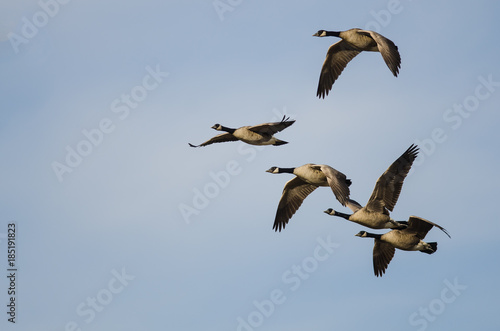 Five Canada Geese Flying in a Blue Sky