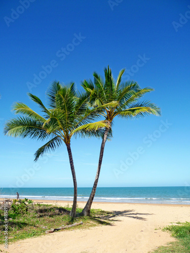 Fototapeta Naklejka Na Ścianę i Meble -  Palm Trees on Mission Beach