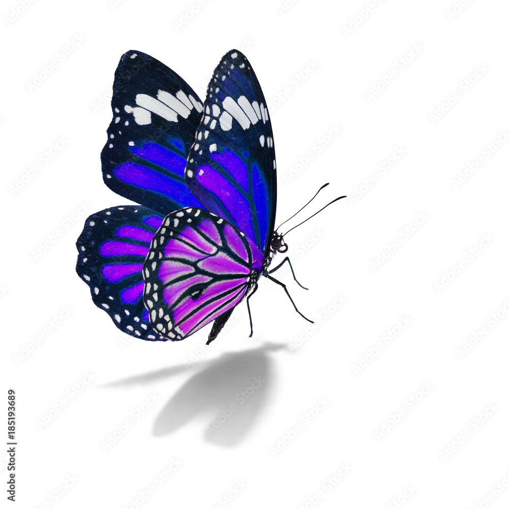 Fototapeta premium Piękny monarchiczny motyl