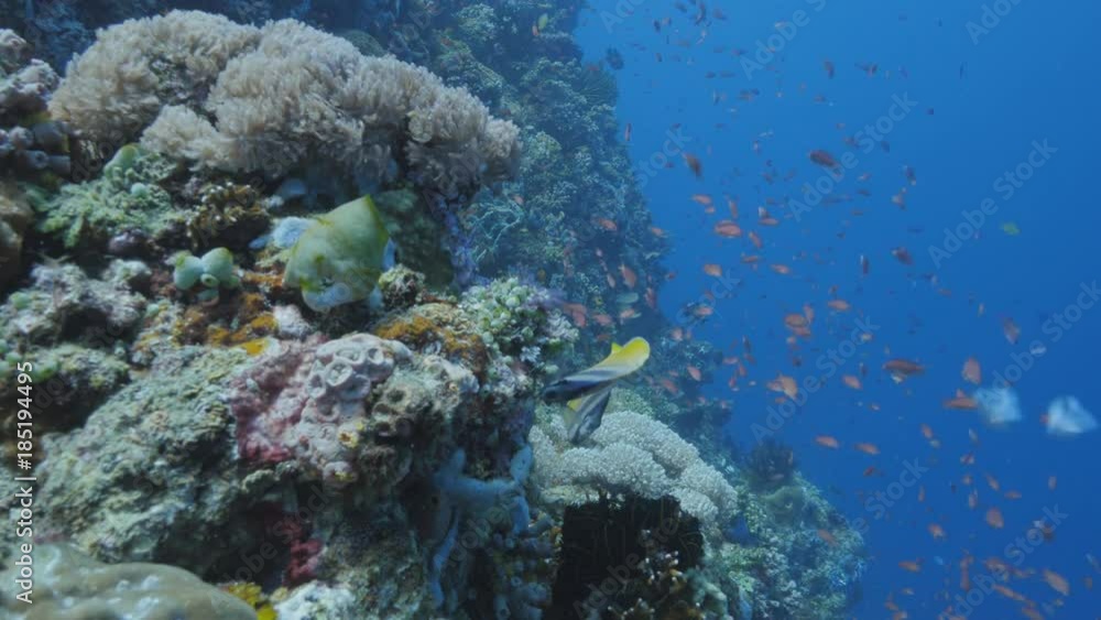 Coral Reef with Schools of Fish in Anilao, Philippines Lock shot, No camera movement Coral Reef with Schools of Fish in Anilao, Philippines Lock shot, No camera movement
