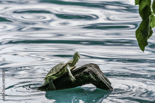 Red eared slider turtle