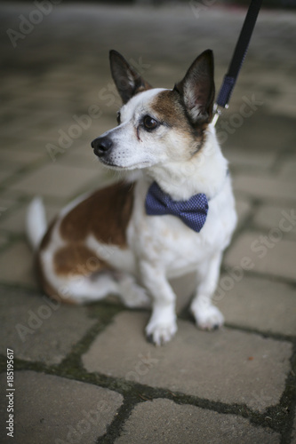 Wedding Photography: Brown and White Dog Wearing a Blue Bow Tie © holly