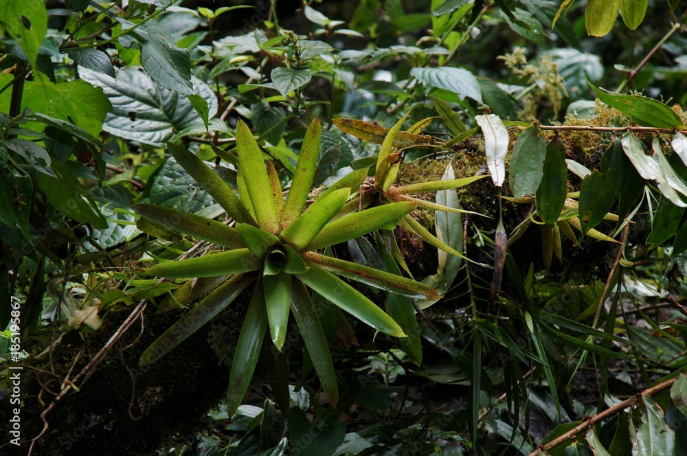 Dense tropical rainforest vegetation detail up close Dense tropical rainforest vegetation detail up close