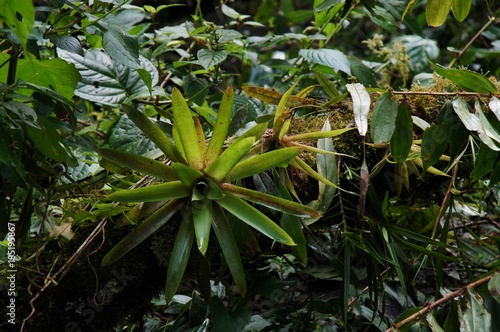 Dense tropical rainforest vegetation detail up close