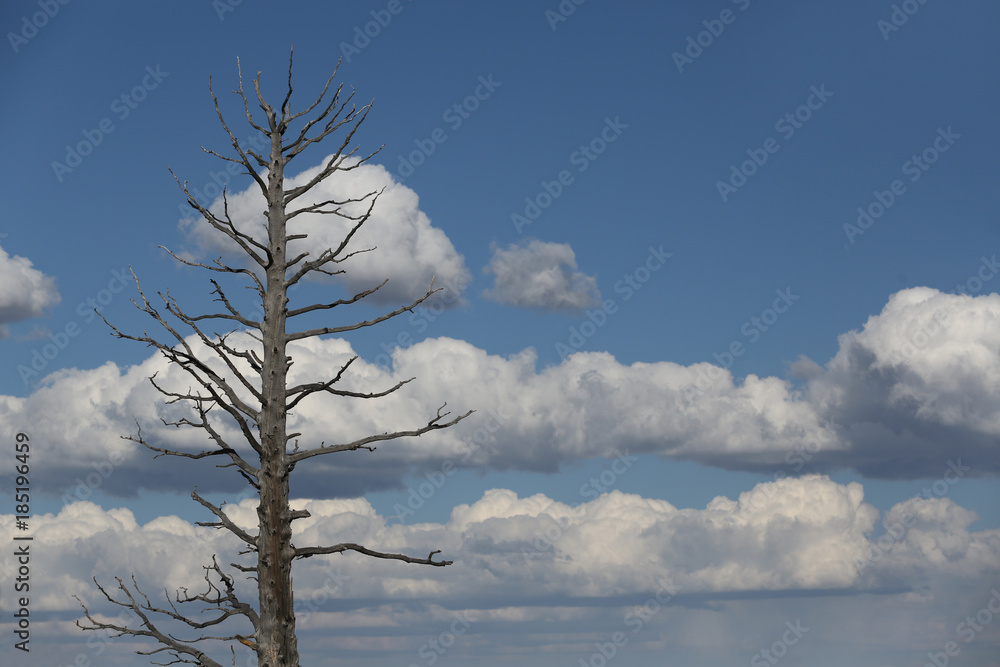 Tall dead tree in Arizona on blue sky background Tall dead tree in Arizona on blue sky background