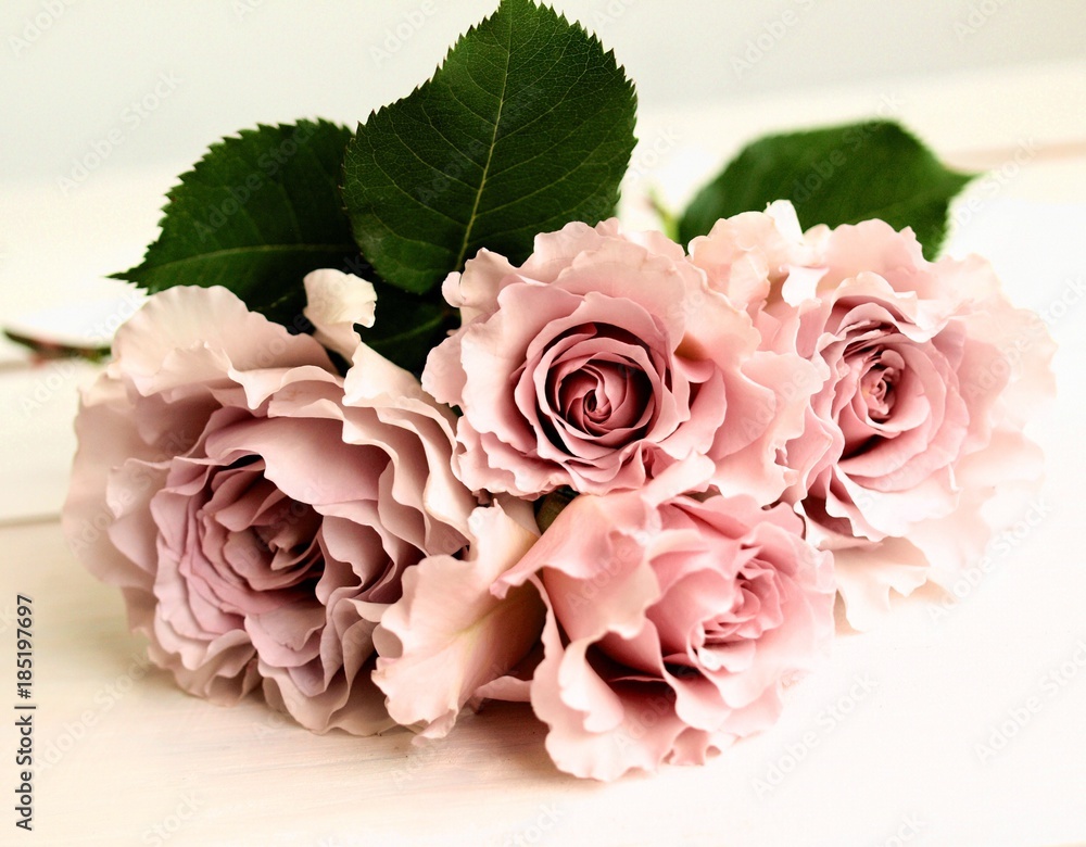 美しいピンクの薔薇 白背景 Stock Photo Adobe Stock