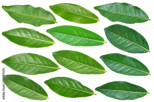 green tea leaf
