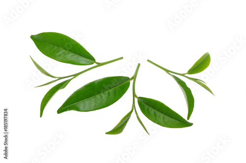 green tea © wiboon
