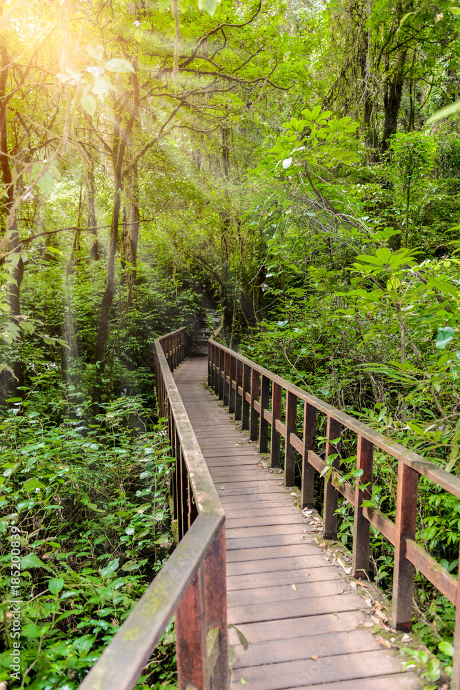 Kew Mae Pan Nature Trail Trekking trail leading through jungle