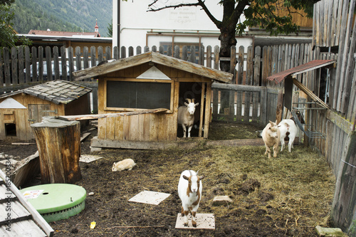 Goats family and Rabbits stand on ground in cage at outdoor at Pfunds village in Tyrol, Austria