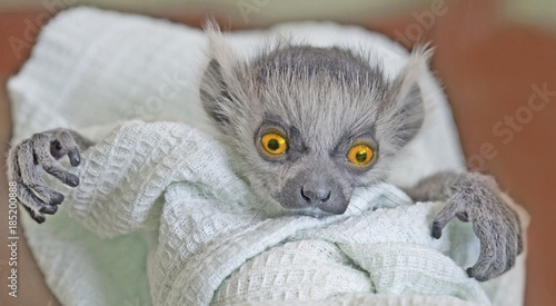 A frightening monster with big expressive orange eyes and crooked fingers is looking straight ahead. A baby ring-tailed lemur swaddled in a linen. photo