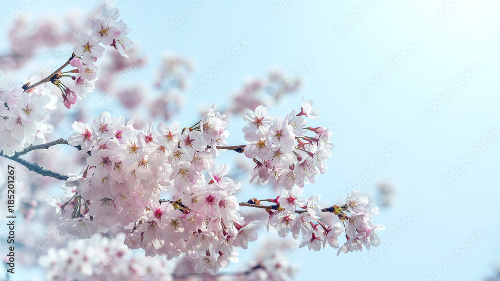 Cherry blossom in spring. spring season background, Sakura season in korea. Soft focus Cherry blossom in spring. spring season background, Sakura season in korea. Soft focus