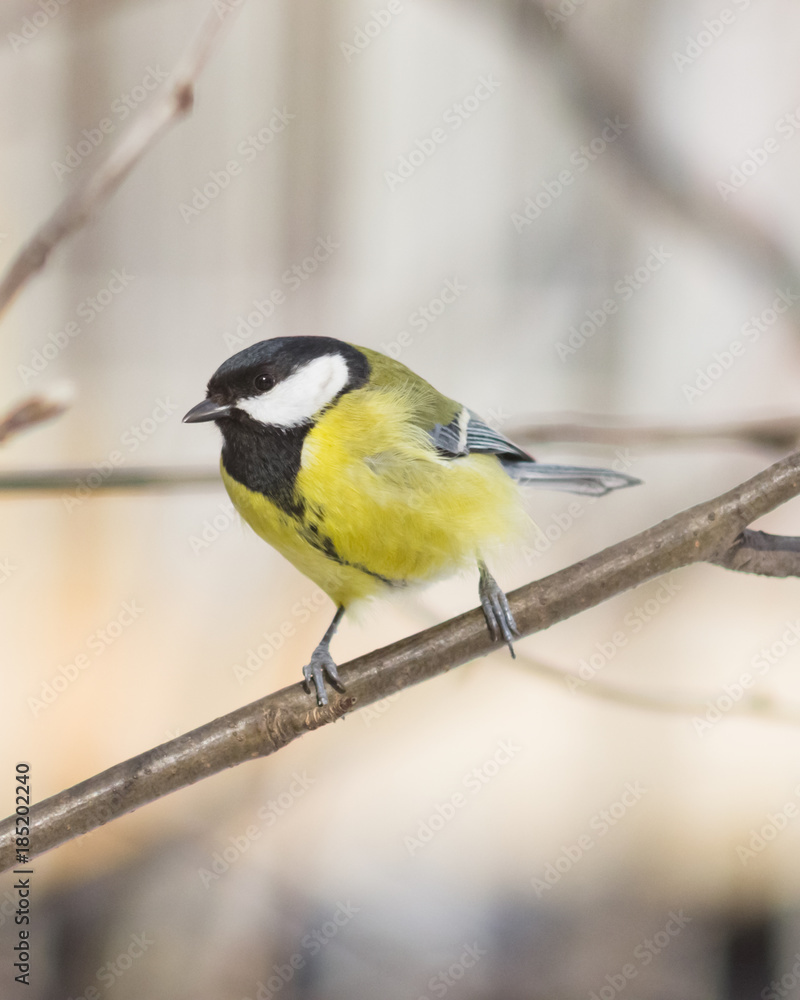 Obraz premium Great tit, Parus Major, close-up portrait on branch with bokeh background, selective focus, shallow DOF