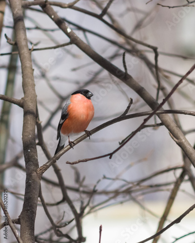 Red-colored Male of Eurasian Bullfinch, Pyrrhula pyrrhula, close-up portrait on branch with bokeh background, selective focus, shallow DOF